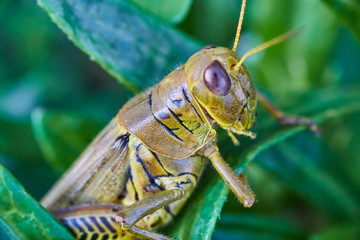 Grasshopper Macro Green