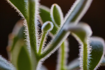 Succulent Plant Detail Macro