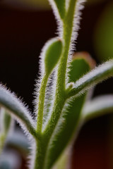Succulent Plant Detail Macro