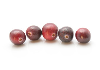 Five cranberries in row isolated on white background.