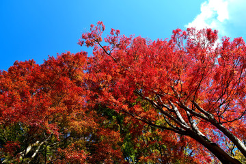 真っ赤に染まった紅葉