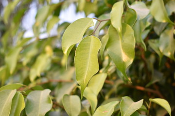 beautiful natural landscape of leaves