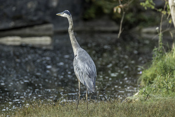 Portrait of a Great Blue Heron on a northern woodland lake