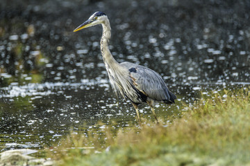 Portrait of a Great Blue Heron on a northern woodland lake