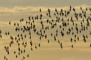ハマシギ群飛(dunlin)