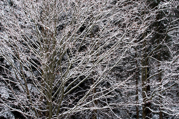 First Snow in Winter landscape and covered with early snowflake