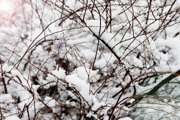 First Snow in Winter landscape and covered with early snowflake