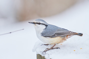 雪の上のゴジュウカラ
