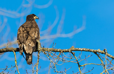 Bald Eagle (Haliaeetus leucocephalus) in British Columbia, Canada