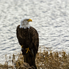 Bald Eagle (Haliaeetus leucocephalus) in British Columbia, Canada