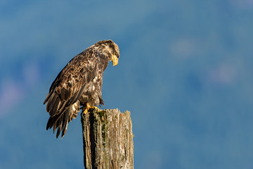 Bald Eagle (Haliaeetus leucocephalus) in British Columbia, Canada