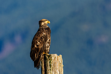 Bald Eagle (Haliaeetus leucocephalus) in British Columbia, Canada