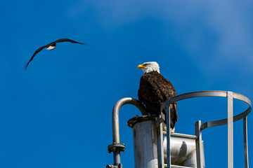 Bald Eagle (Haliaeetus leucocephalus) in British Columbia, Canada