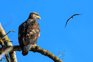 Bald Eagle (Haliaeetus leucocephalus) in British Columbia, Canada