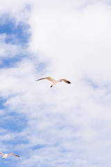 Fototapeta na wymiar seagull soaring high up in the sky