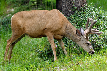 Wild Elk or Wapiti (Cervus canadensis) in Banff National Park, Alberta, Canada