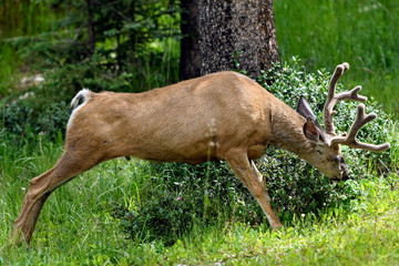 Wild Elk or Wapiti (Cervus canadensis) in Banff National Park, Alberta, Canada