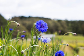 Obraz premium violet flower in the field