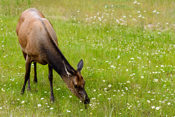 Wild Elk or Wapiti (Cervus canadensis) in Banff National Park, Alberta, Canada