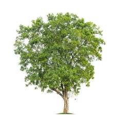 Fototapeta premium Tree isolated on white background high resolution for graphic decoration, suitable for both web and print media