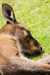 Naklejka na ściany i meble a sleeping kangaroo