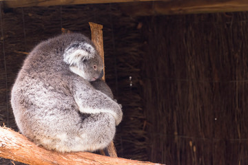 koala breast feeding