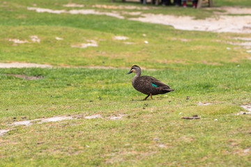 a duck walking alone in the park