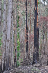 Recovering Forest (Black Saturday 2009/Taken May 2009)