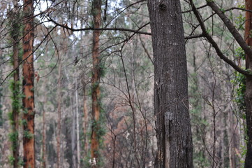 Recovering Forest (Black Saturday 2009/Taken May 2009)