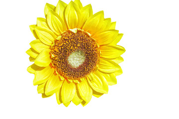 Fake Sunflower on white background