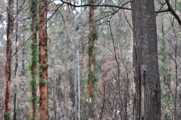 Fototapeta premium Recovering Forest (Black Saturday 2009/Taken May 2009)