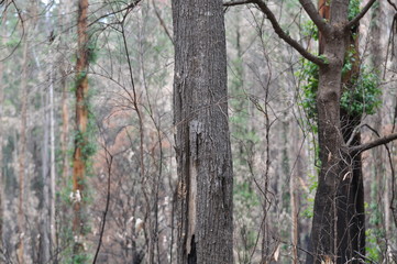 Recovering Forest (Black Saturday 2009/Taken May 2009)