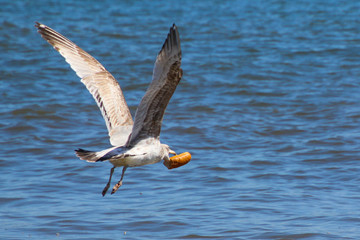 White gull flying over the ocean with bread in its beak