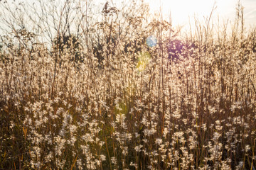 Obraz na płótnie Canvas Autumn meadow grass in the sunshine, warm colors, sunlight background