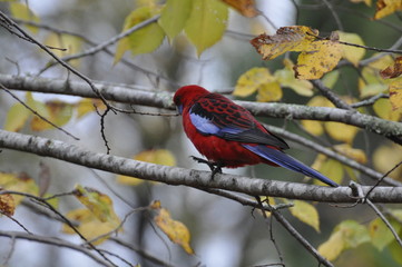 Lorikeet
