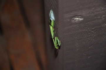 Grasshopper on a post
