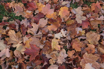 autumn leaf