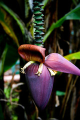 Banana Flower