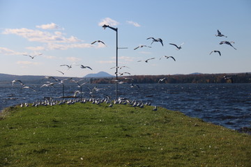 seabirds in full flight