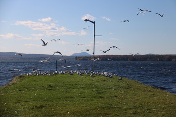 seabirds in full flight