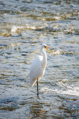The Egret bird wading in the water