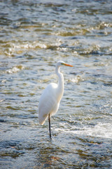 The Egret bird wading in the water