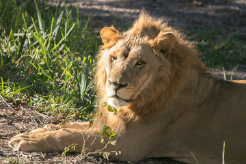 Sunbathing Lion