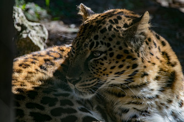 Leopard looking around