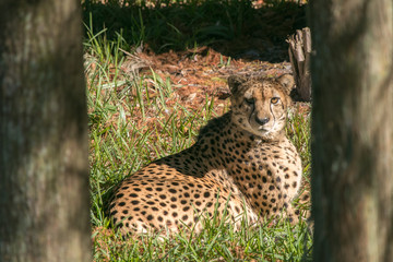 Cheetah