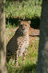 Staring Cheetah