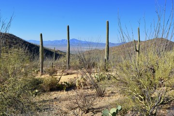 Obraz premium Wasson Peak Trail Tucson Mountains Arizona