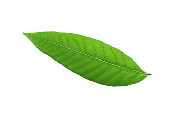 Fototapeta premium Green leaves isolated on white background