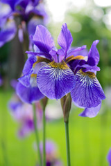 Iris Trio