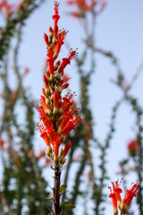 Ocotillo bloom